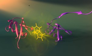 Vallée-Bélisle and Michnick have developed a new approach to visualize how proteins assemble, which may also significantly aid our understanding of diseases such as Alzheimer's and Parkinson's, which are caused by errors in assembly. Here shown are two different assembly stages (purple and red) of the protein ubiquitin and the fluorescent probe used to visualize these stage (tryptophan: see yellow). Credit: Peter Allen. Print resolution available on request.